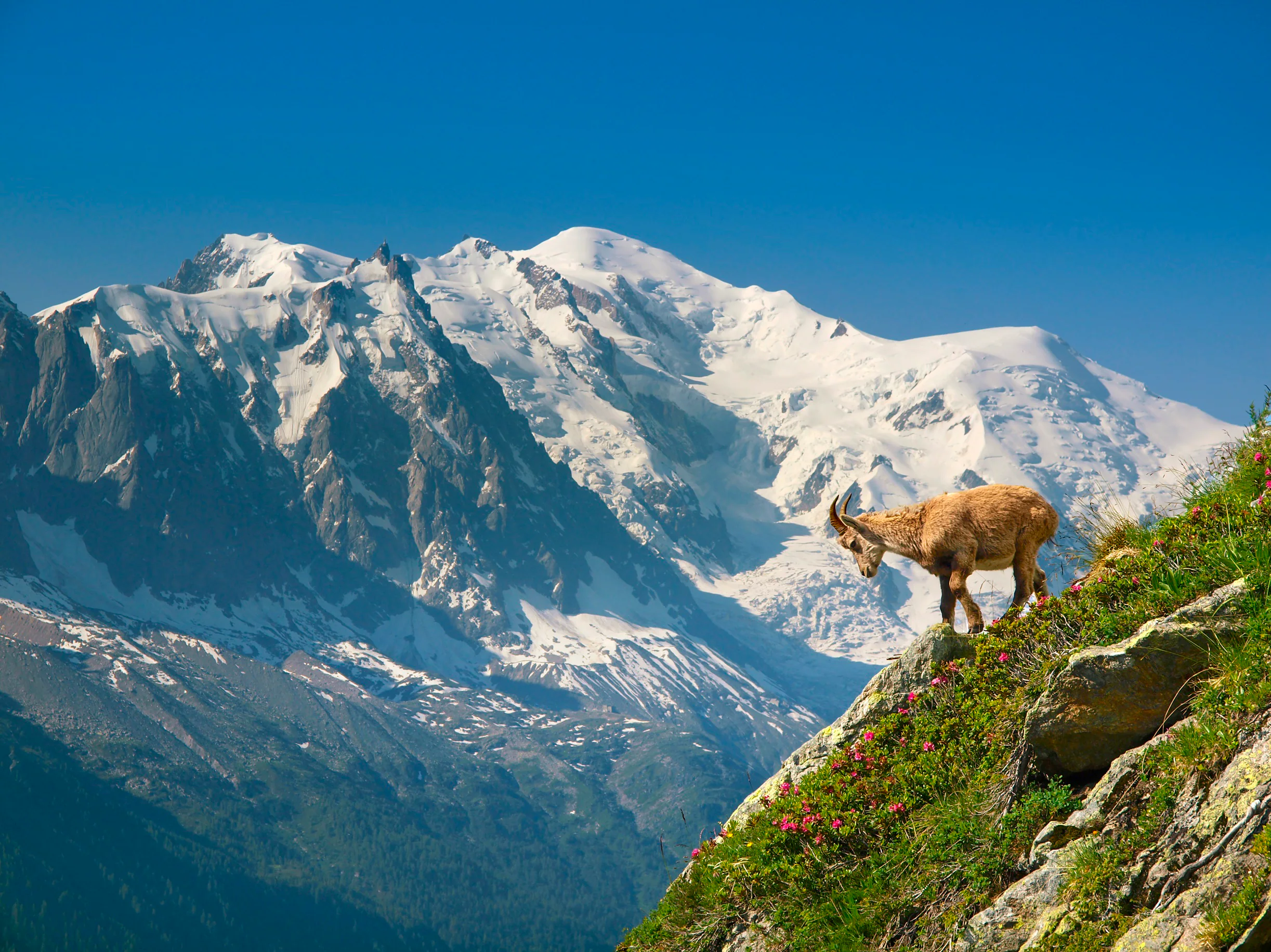 Eine junge Bergziege vor dem Panorama des Mont Blanc in den französischen Alpen (Symbolbild)